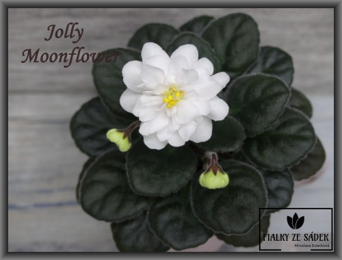 Jolly Moonflower